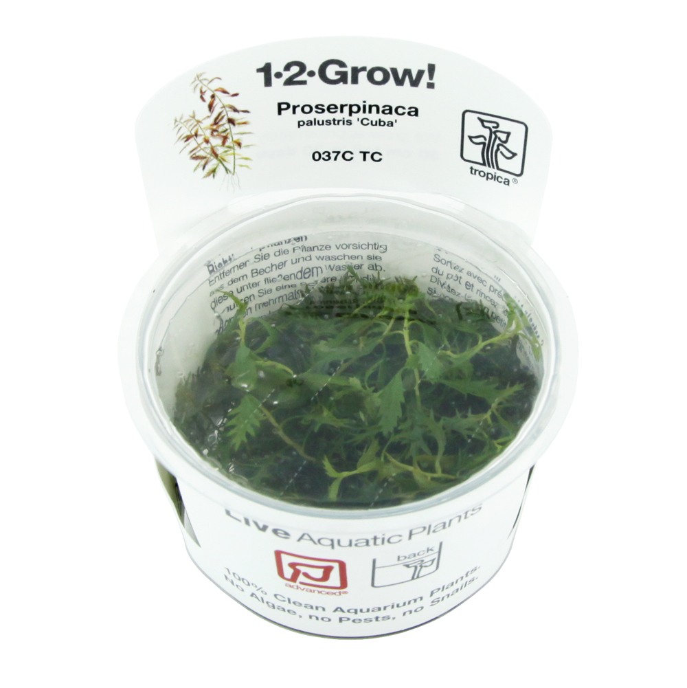 Tropica 1•2•Grow! Proserpinaca palustris &quot;Cuba&quot; in Vitro Cup