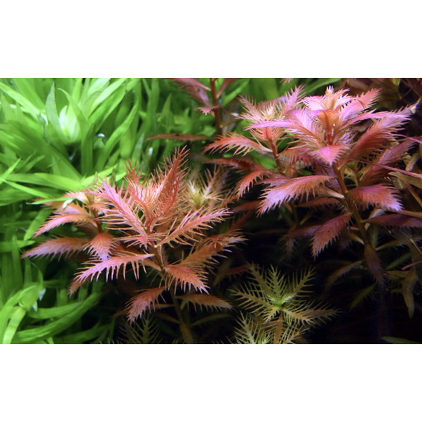 Tropica 1•2•Grow! Proserpinaca palustris &quot;Cuba&quot; in Vitro Cup