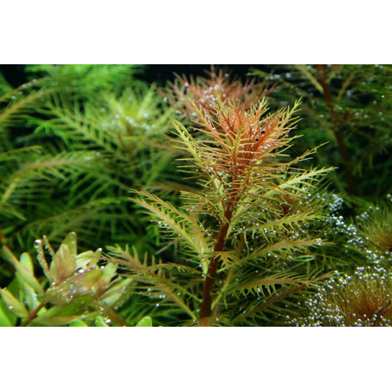 Tropica 1•2•Grow! Proserpinaca palustris &quot;Cuba&quot; in Vitro Cup
