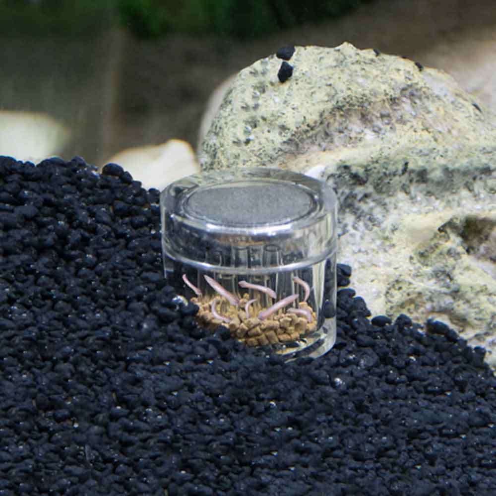 Hobby Planaria X Trappola Planarie