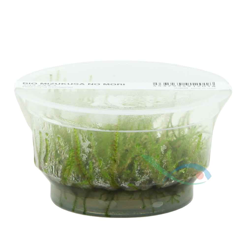 Ada Bio Mizukusa No Mori Vesicularia montagnei in Vitro Cup (8Ø-10H)