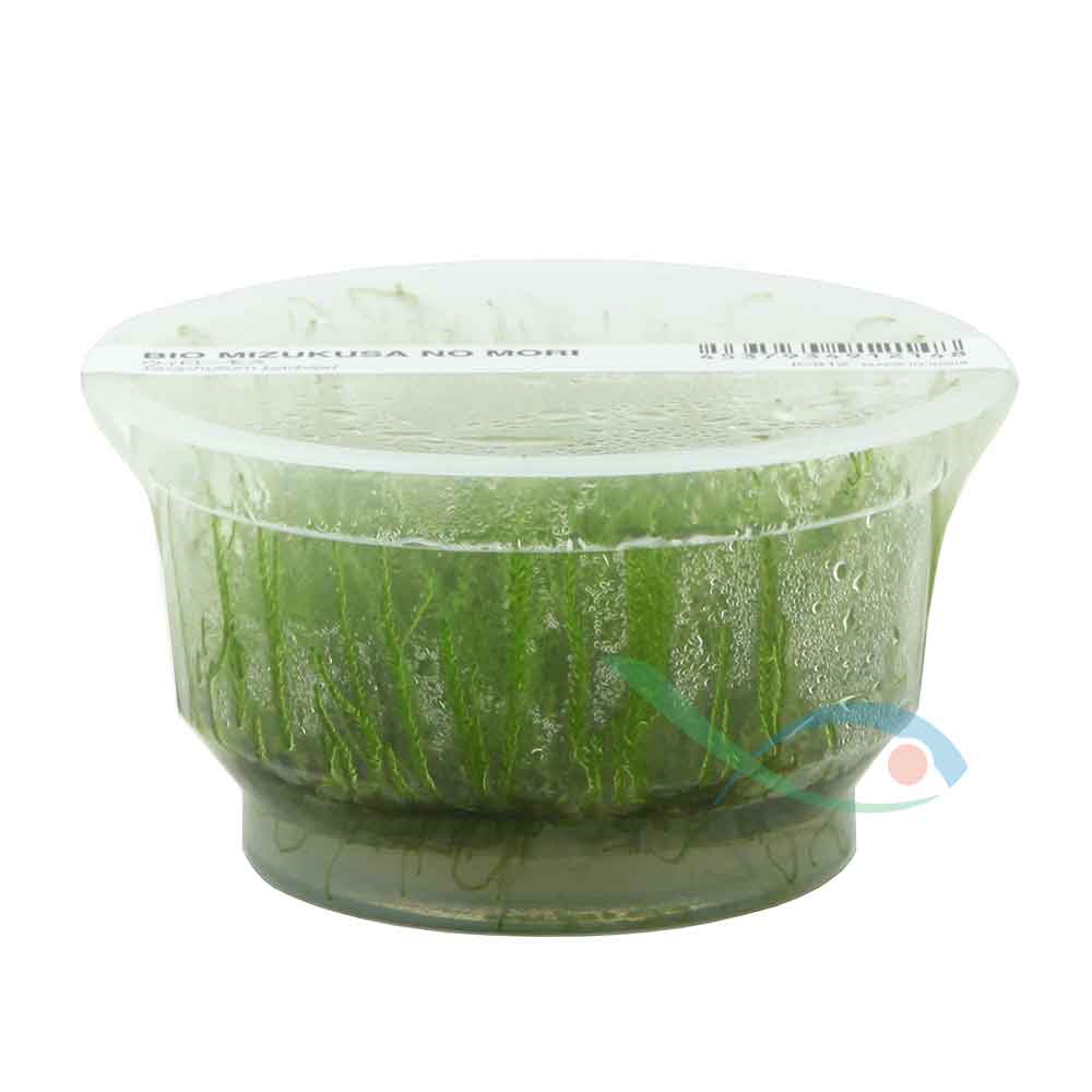Ada Bio Mizukusa No Mori Taxiphyllum barbieri in Vitro Cup (8Ø-10H)