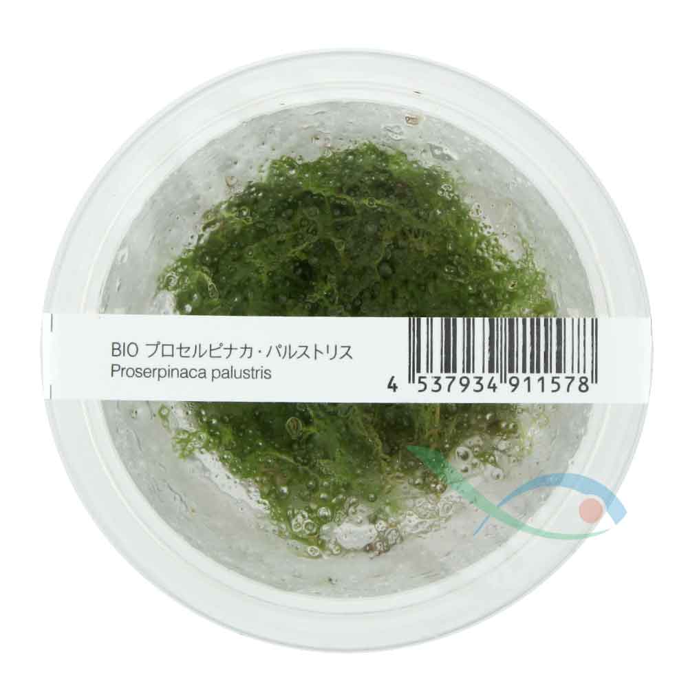 Ada Bio Mizukusa No Mori Proserpinacea palustris in Vitro Cup (7,5Ø-4H)