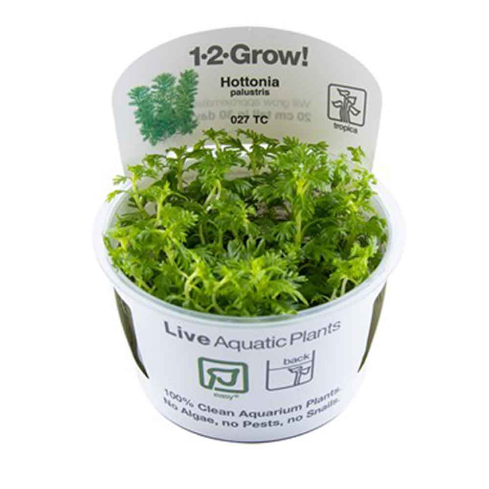 Tropica 1•2•Grow! Hottonia palustris galleggiante in Vitro Cup