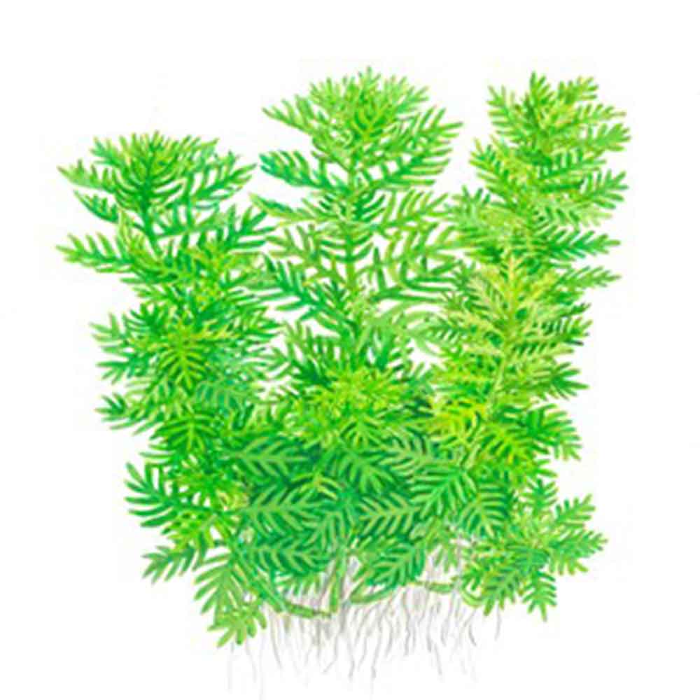 Tropica 1•2•Grow! Hottonia palustris galleggiante in Vitro Cup