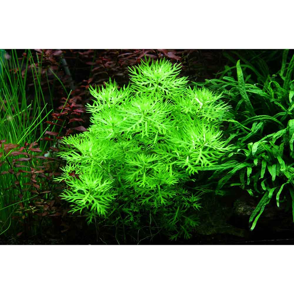 Tropica 1•2•Grow! Hottonia palustris galleggiante in Vitro Cup