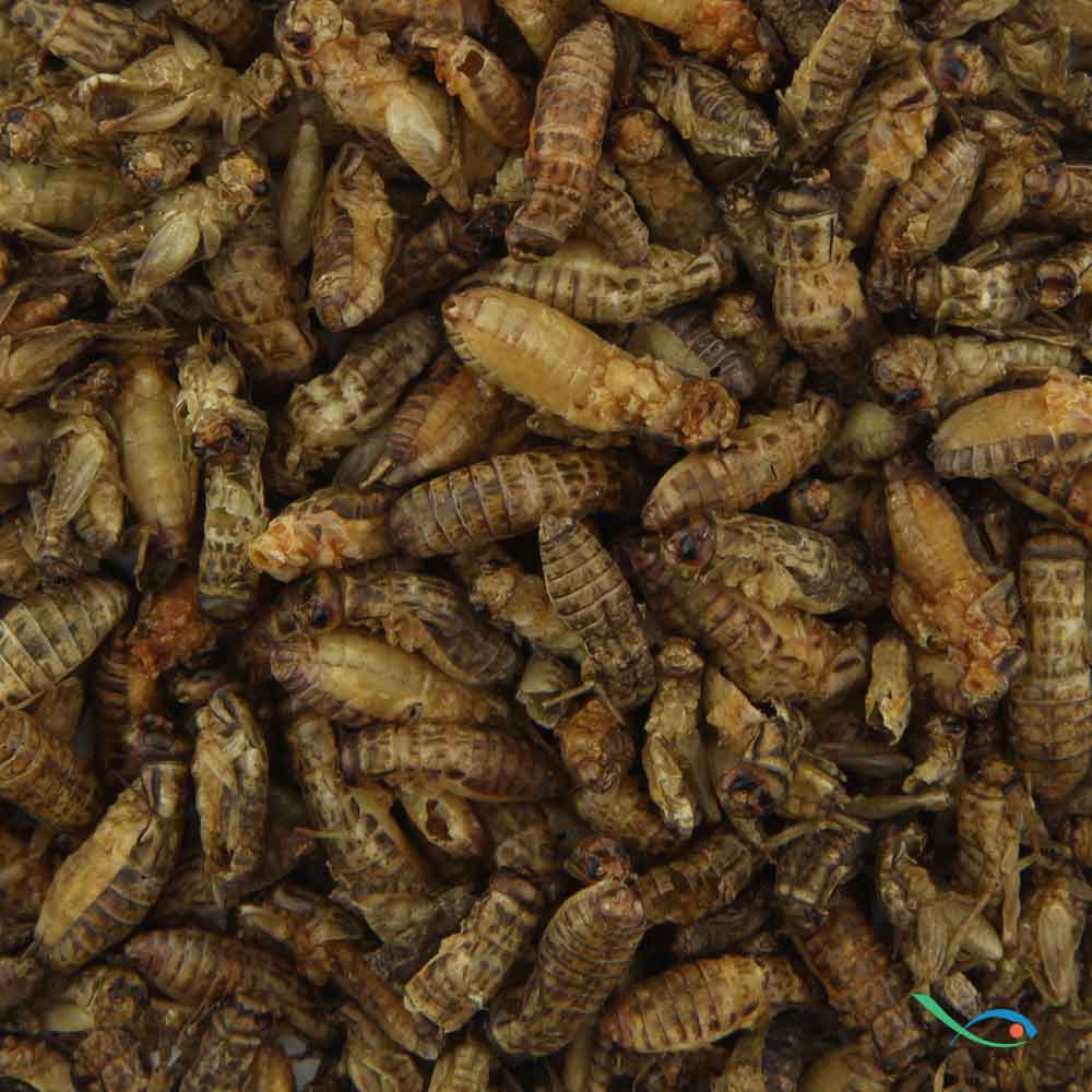 Nutrinsect Grilli Medi Essiccati per Pesci Tropicali 3g