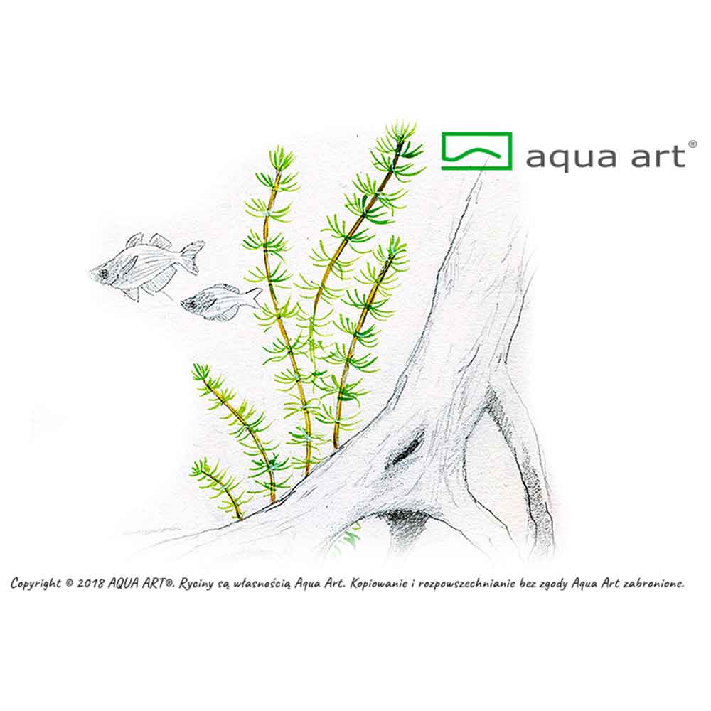 Aqua Art Alternanthera reineckii &quot;Lilacina&quot; in Vitro Cup