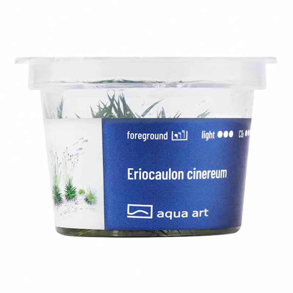 Aqua Art Eriocaulon cinereum in Vitro Cup