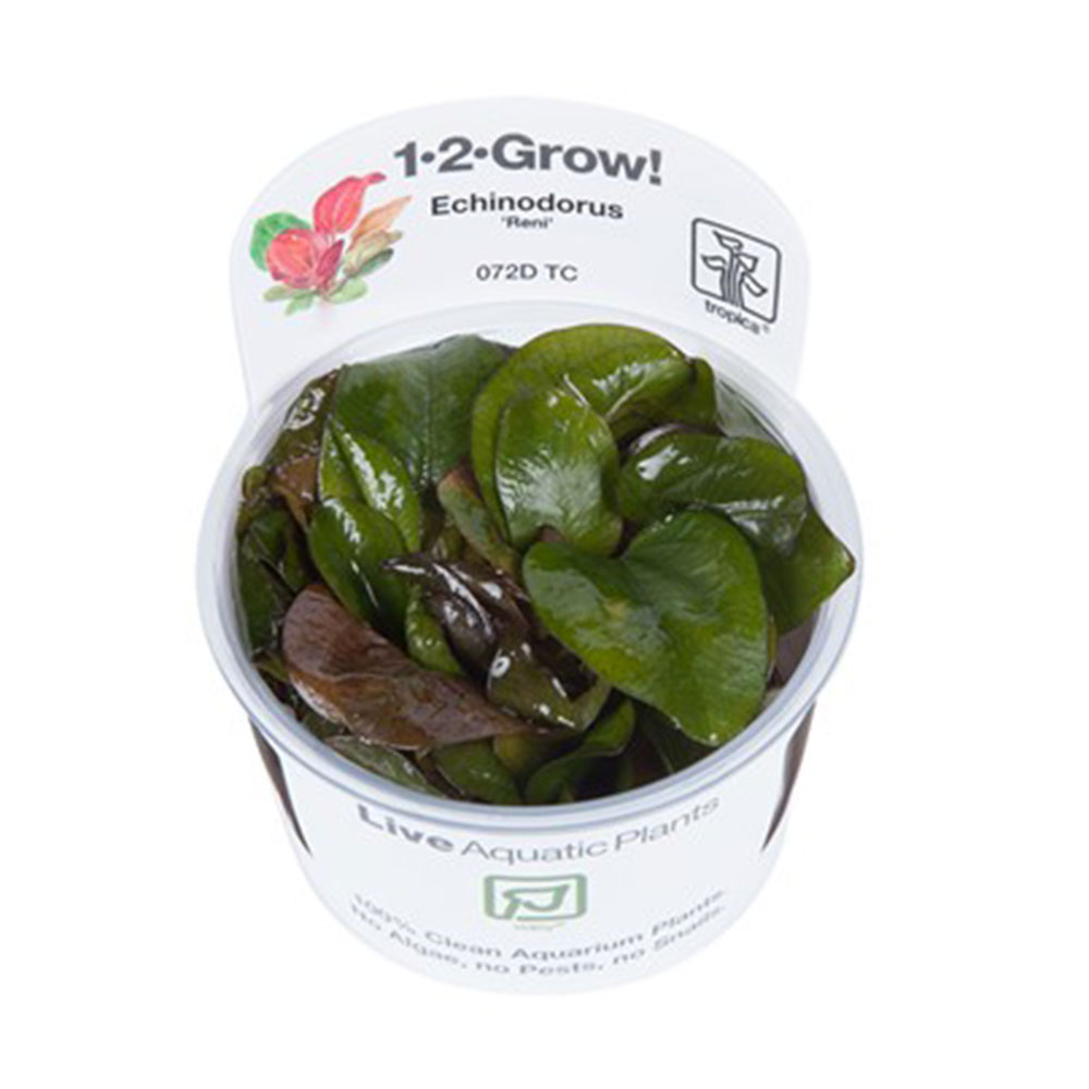 Tropica 1•2•Grow! Echinodorus &quot;Reni&quot; in Vitro Cup