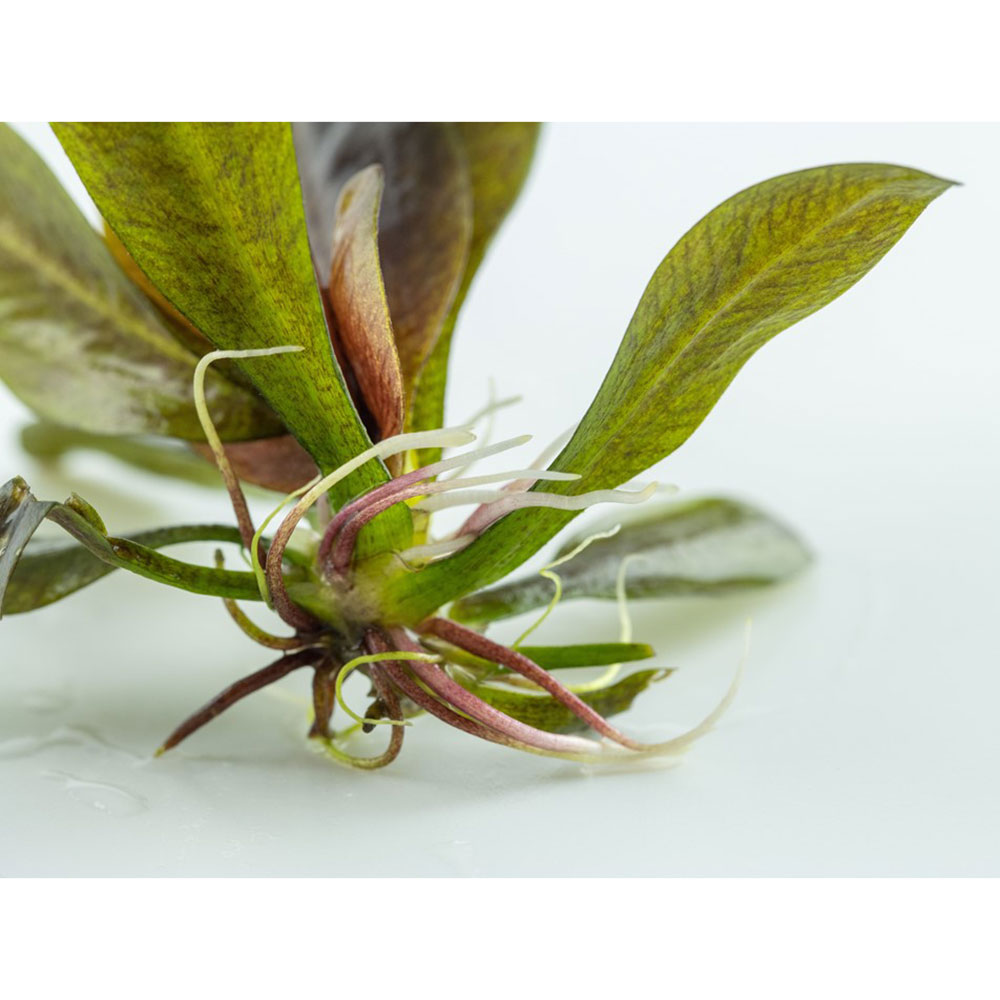 Tropica 1•2•Grow! Echinodorus &quot;Reni&quot; in Vitro Cup