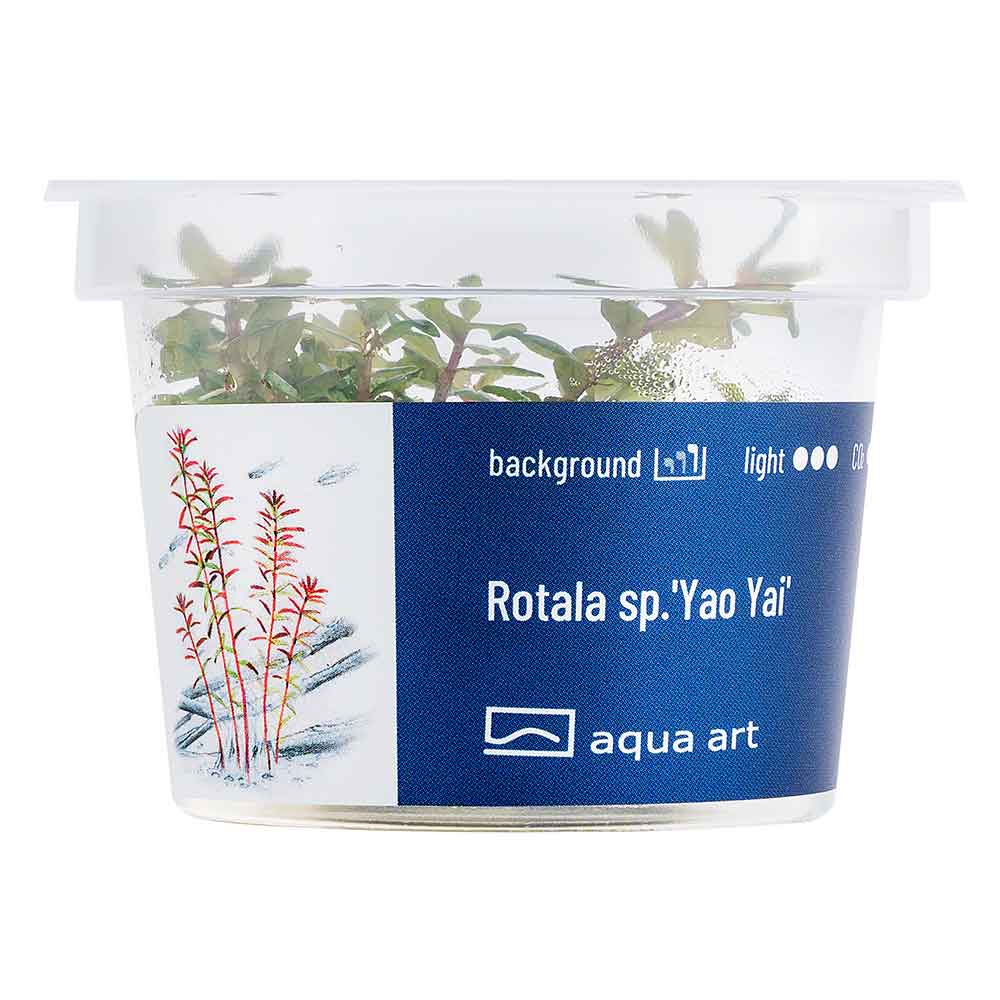 Aqua Art Rotala sp.&quot;Yao Yai&quot; in Vitro Cup