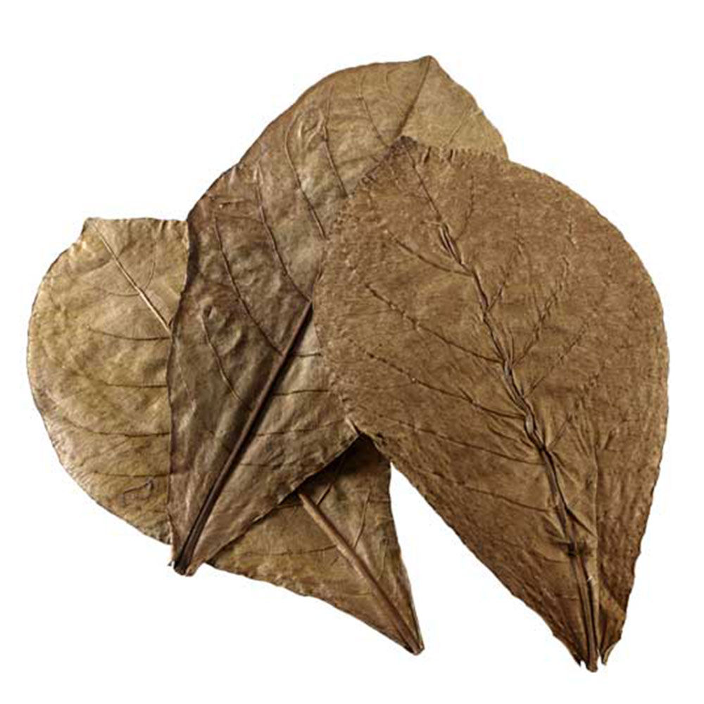 Hobby Catappa Leaves XL Foglie di mandorlo indiano 12pz