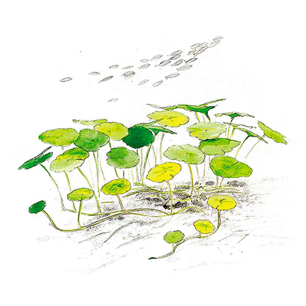 Aqua Art Hydrocotyle sp. &quot;Japan&quot; in Cup Vitro