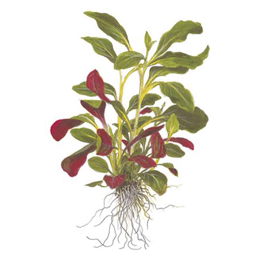 Tropica Single Package Anubias Barteri Caladiifolia