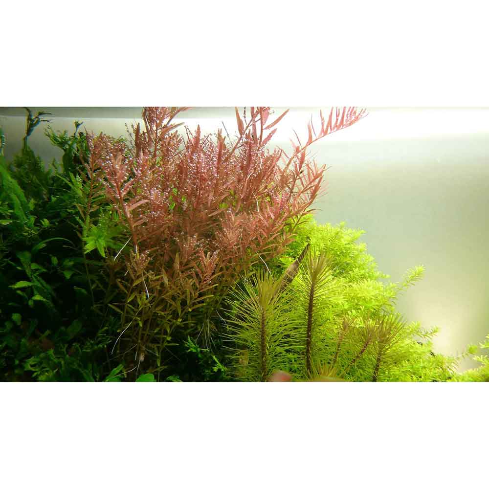 Tropica Single Package Rotala rotundifolia