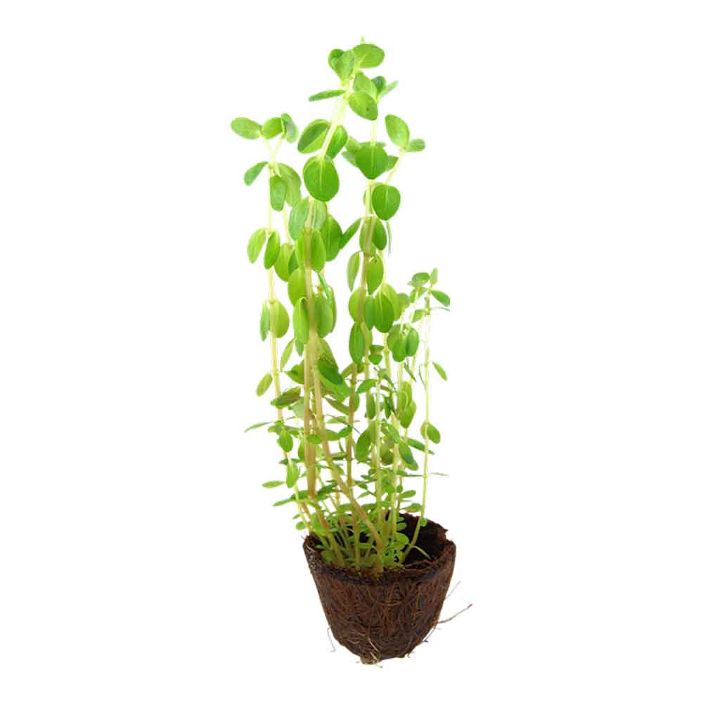 Tropica Single Package Rotala rotundifolia
