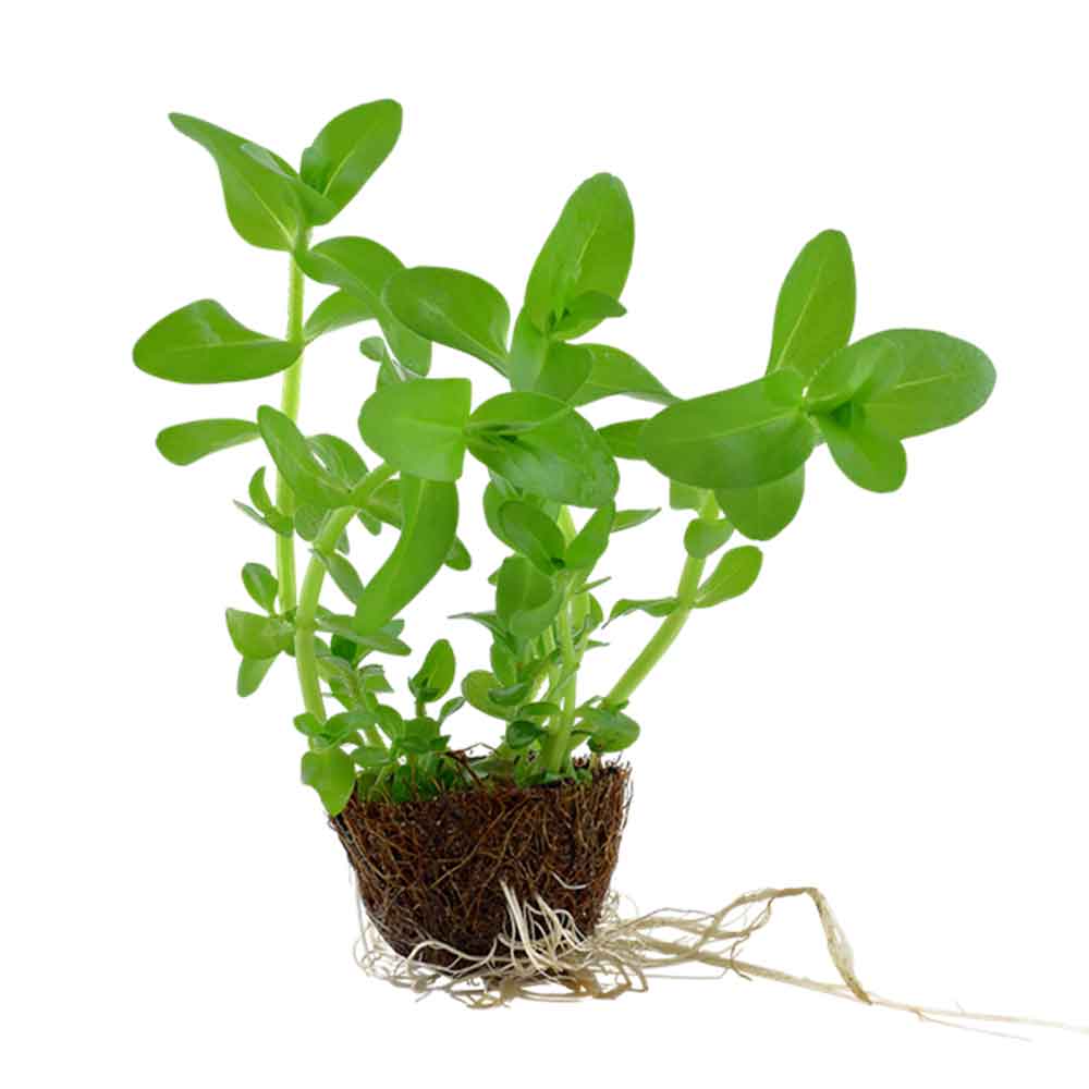 Tropica Single Package Limnophila sessiliflora