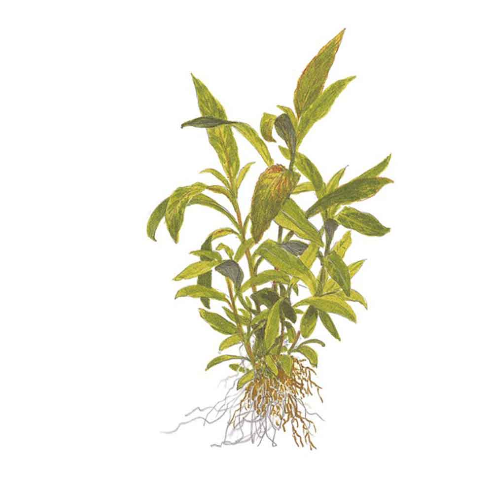 Tropica Single Package Mini Hygrophila Siamensis 53B