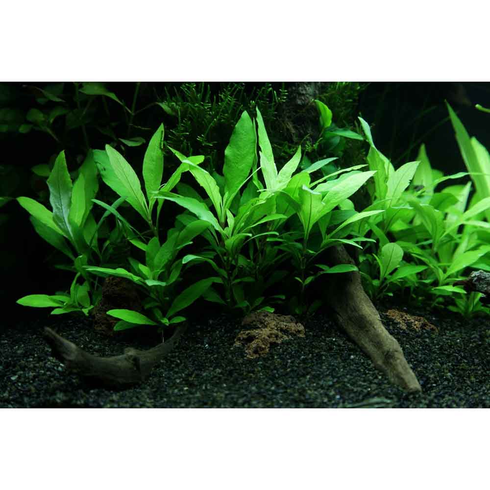 Tropica Single Package Mini Hygrophila Siamensis 53B