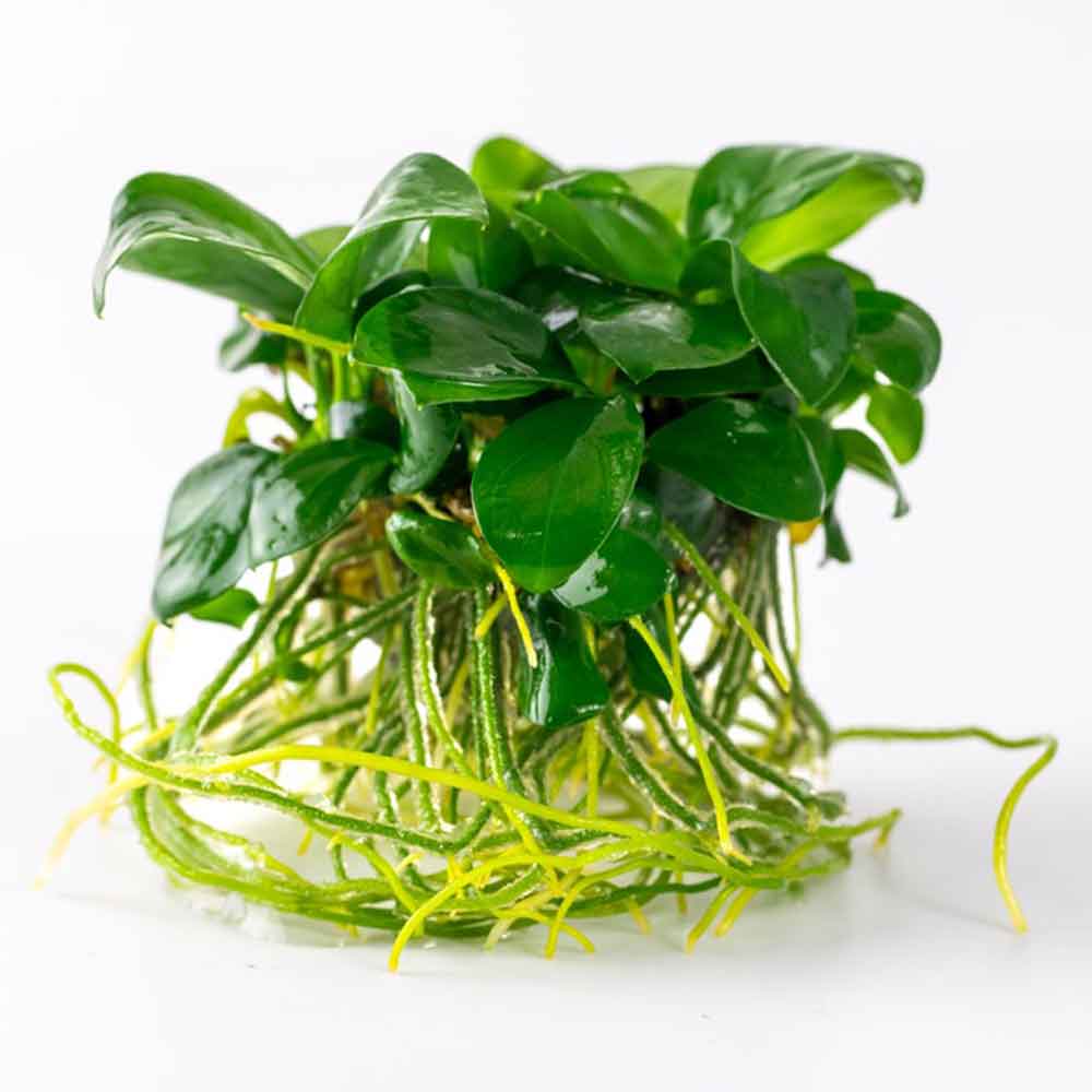 Tropica 1•2•Grow! Anubias var. nana