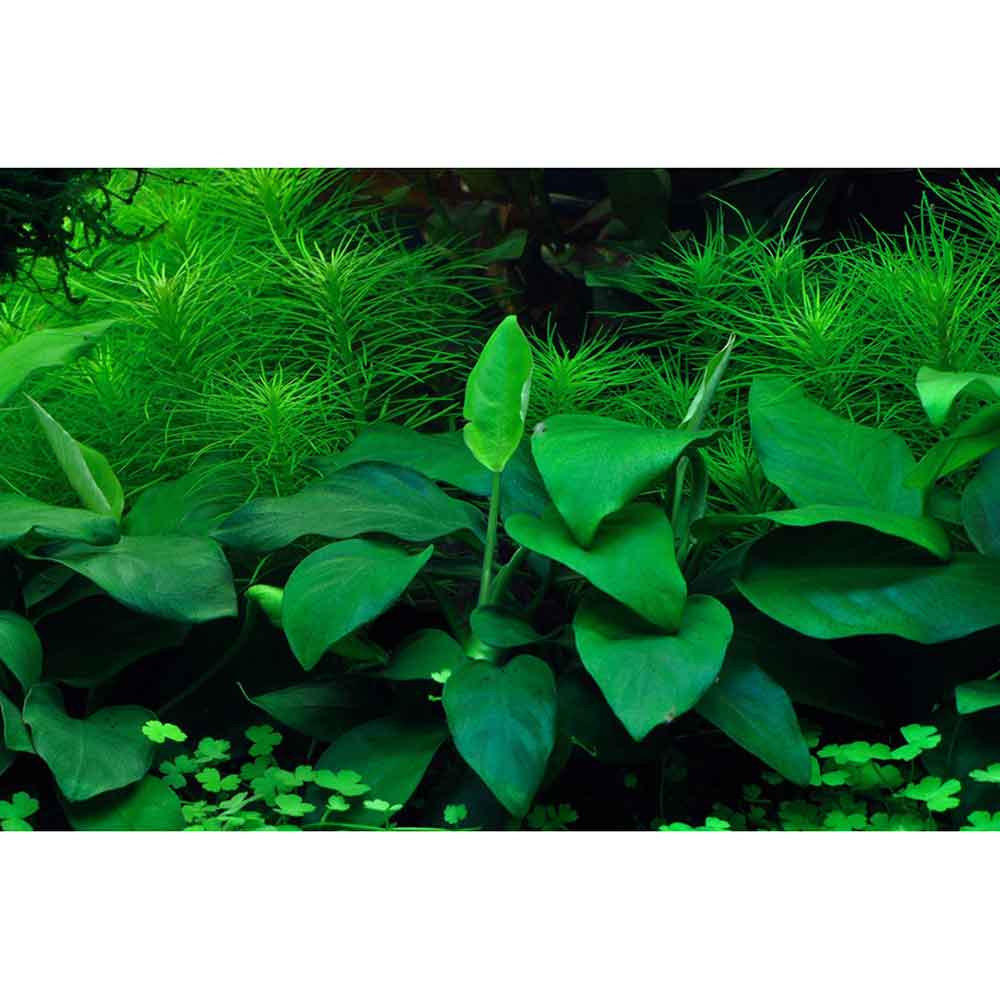 Tropica 1•2•Grow! Anubias var. nana