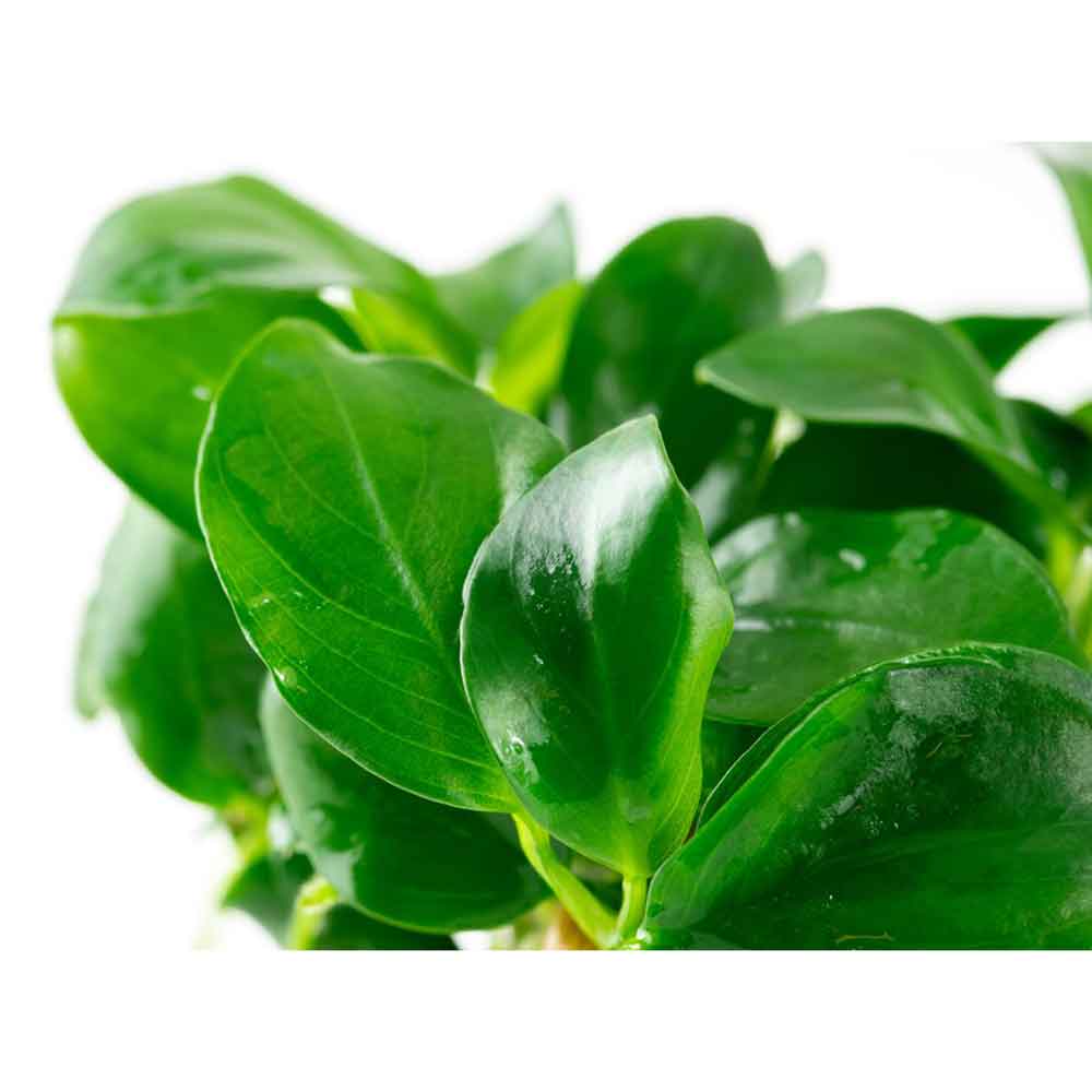 Tropica 1•2•Grow! Anubias var. nana