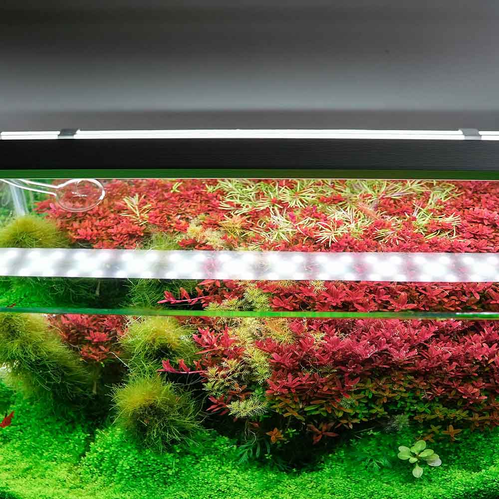 Chihiros B60 Plafoniera Led RGB con Controller per vasche 60-80cm 37W