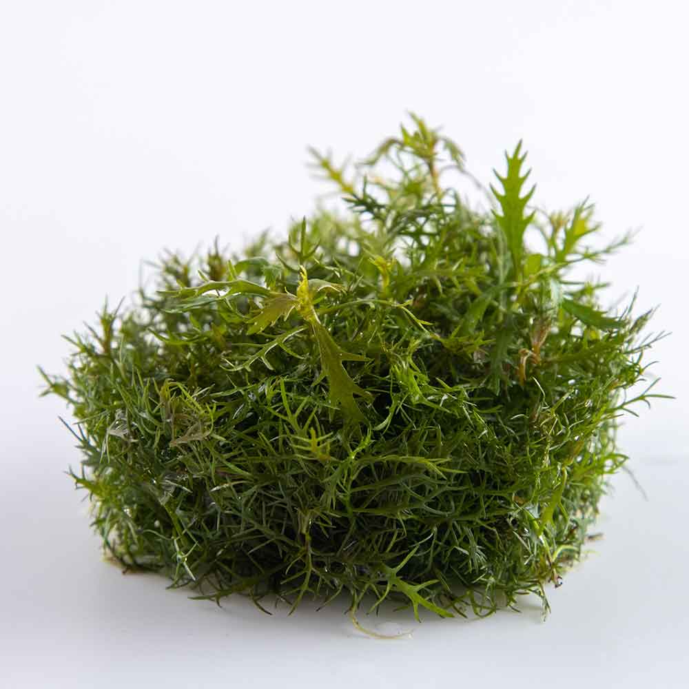 Tropica 1•2•Grow! Proserpinaca palustris &quot;Cuba&quot; in Vitro Cup