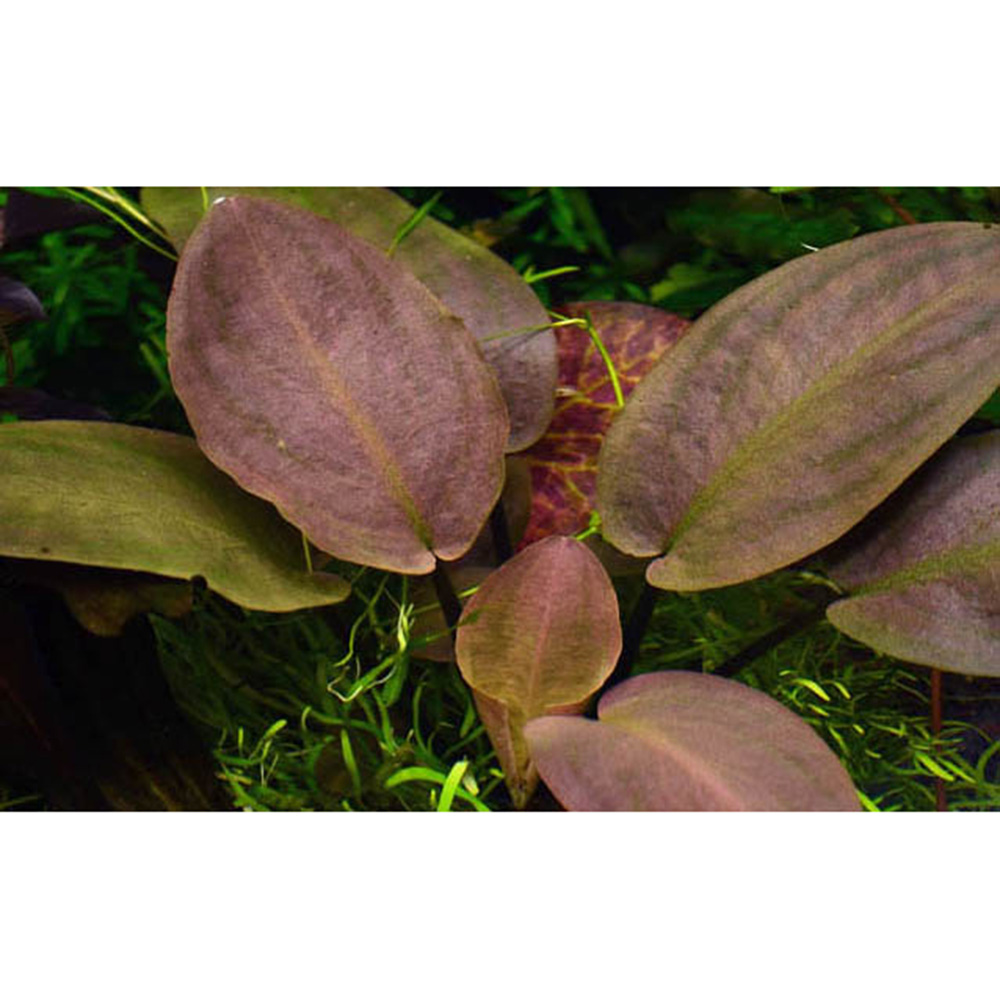 Tropica Lagenandra Meeboldii &quot;Red&quot; in vasetto