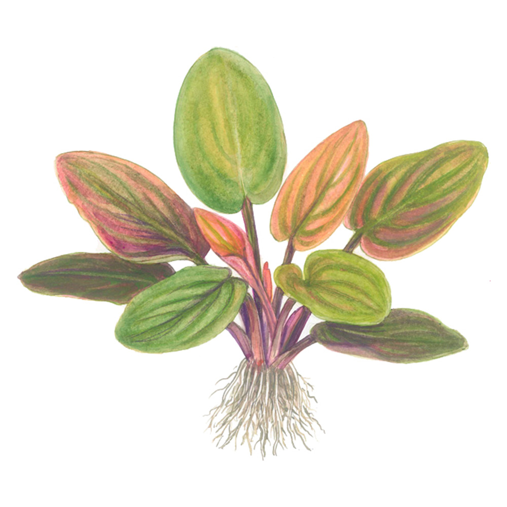 Tropica Lagenandra Meeboldii &quot;Red&quot; in vasetto