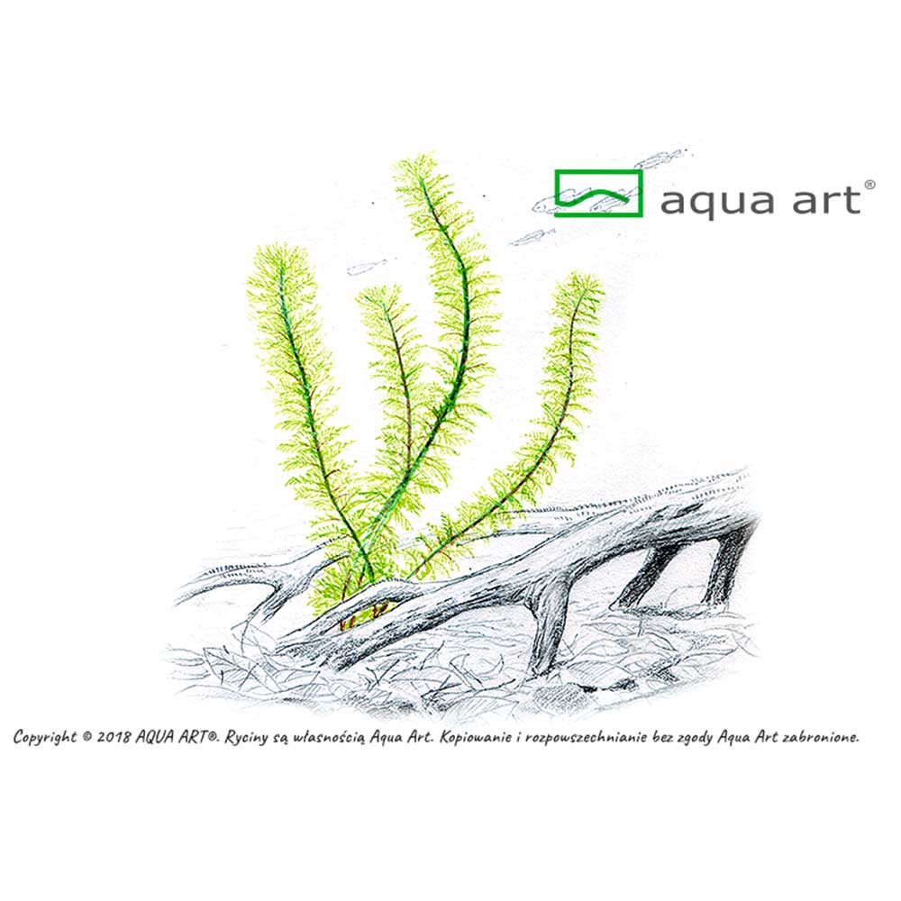Aqua Art Myriophyllum sp.'Guyana in Vitro Cup