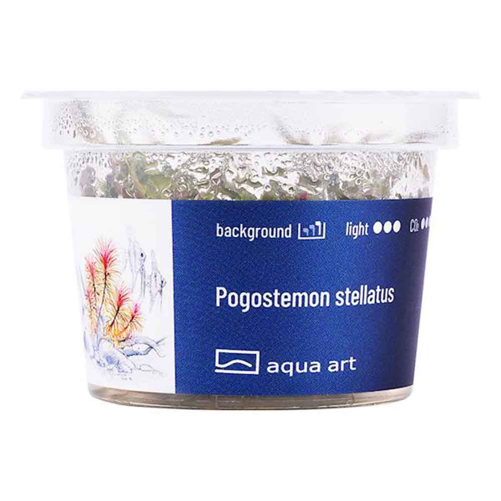 Aqua Art Pogostemon stellatus in Vitro Cup