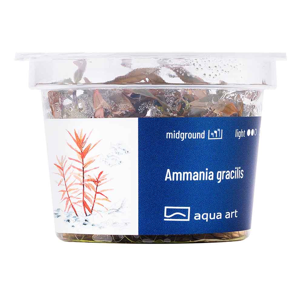 Aqua Art Ammania gracilis in Vitro Cup