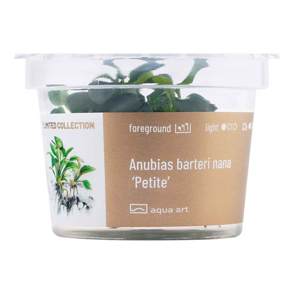 Aqua Art Anubias Barteri Nana &quot;Petite&quot; in Vitro Cup