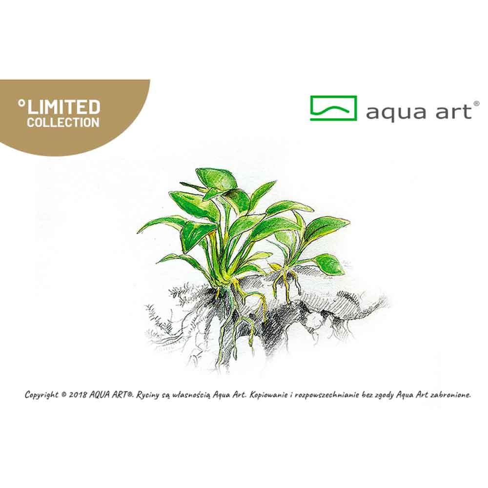 Aqua Art Anubias Barteri Nana &quot;Petite&quot; in Vitro Cup