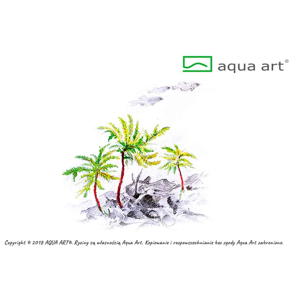Aqua Art Climacium japonicum in Vitro Cup