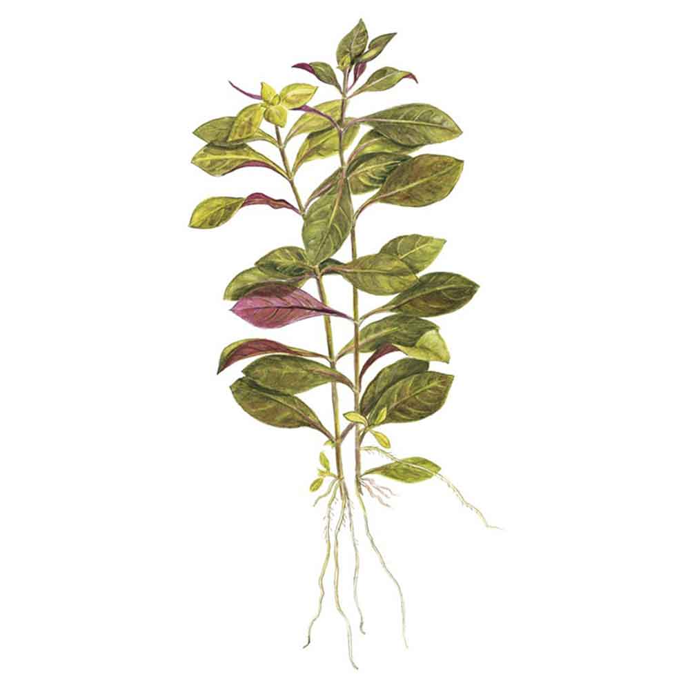 Tropica Ludwigia Repens &quot;Rubin&quot; in vasetto