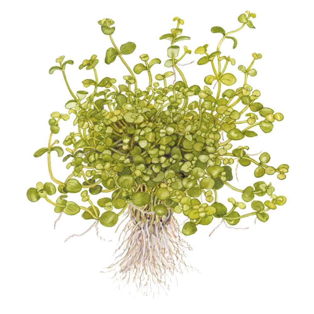 Tropica Bacopa Australis in vasetto