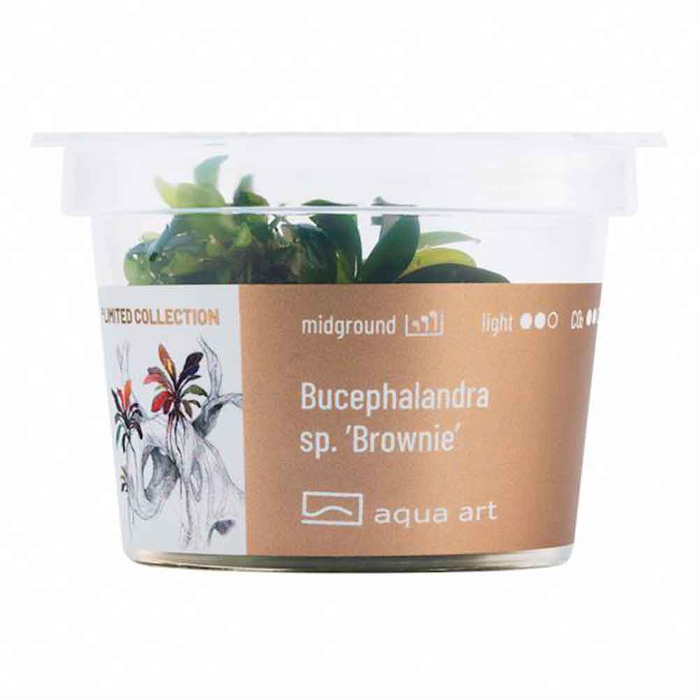Aqua Art Bucephalandra sp. &quot;Brownie&quot; in Cup Vitro