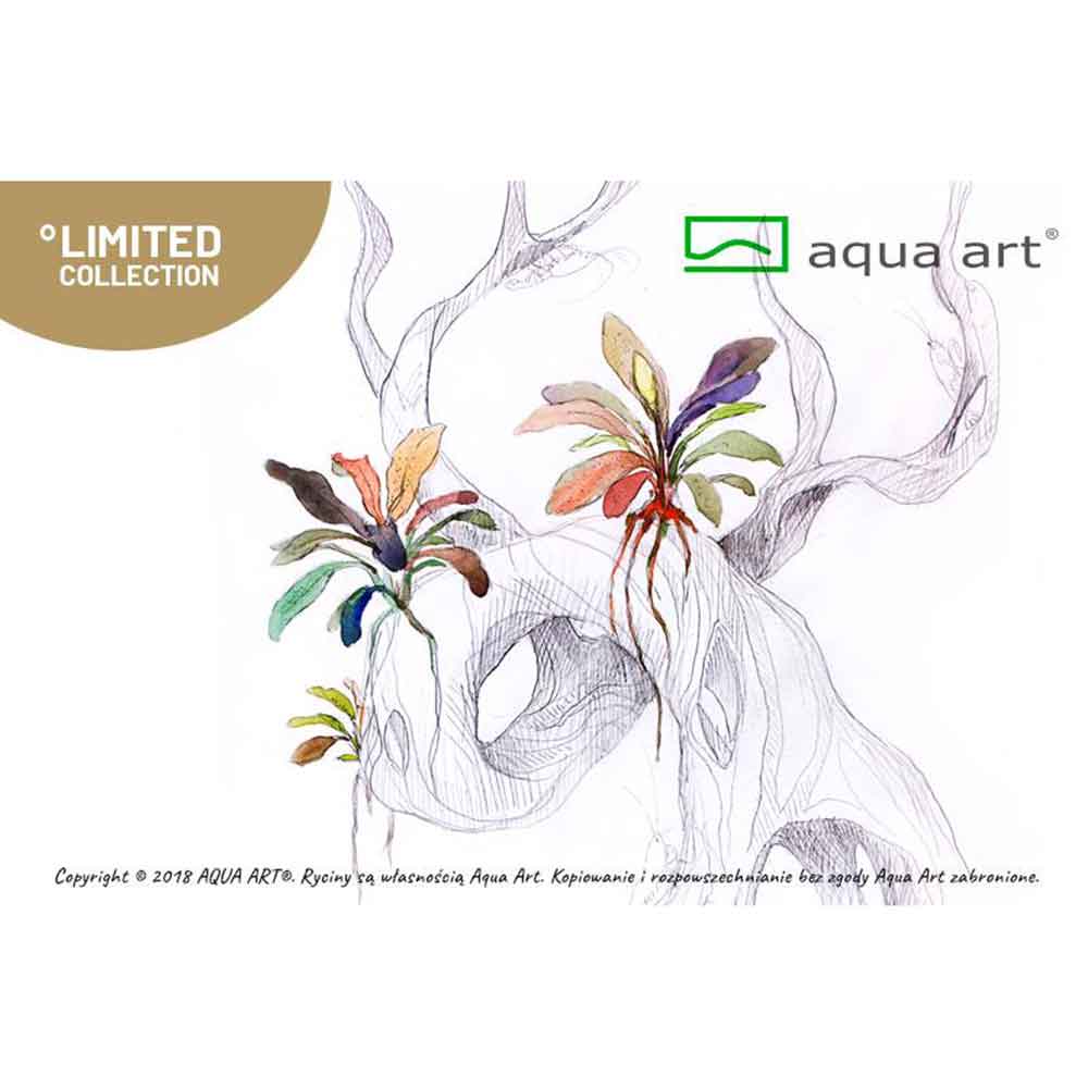 Aqua Art Bucephalandra sp. &quot;Brownie&quot; in Cup Vitro