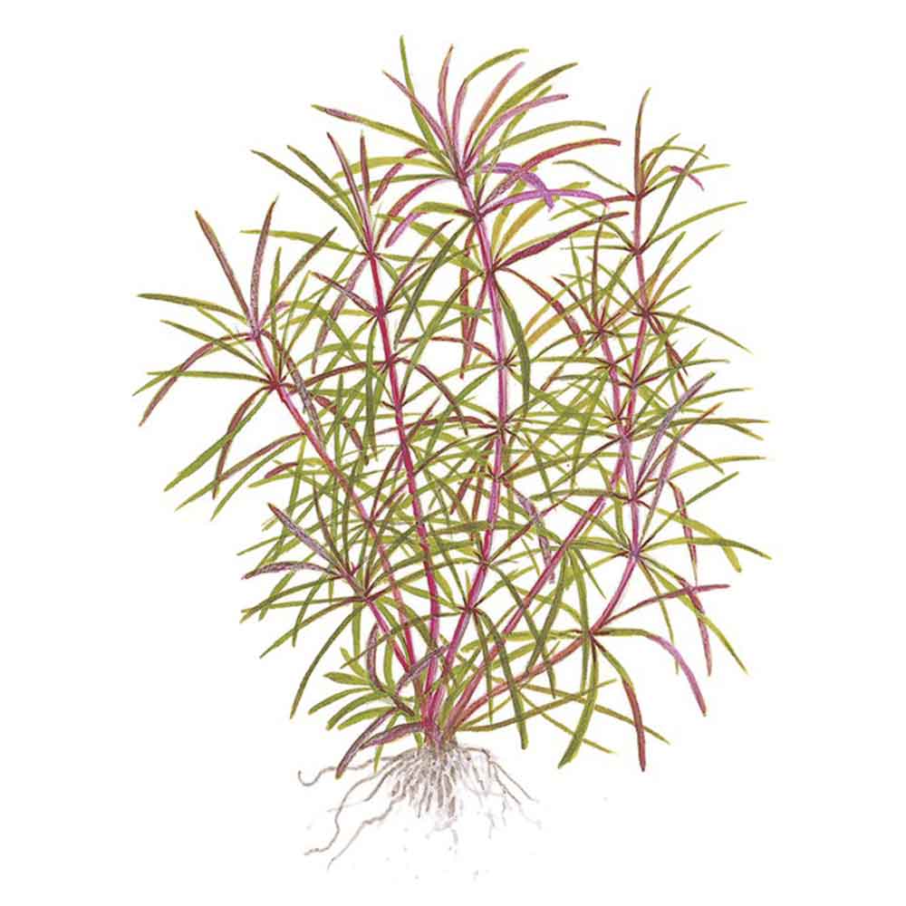 Tropica Pogostemon Stellata Eusteralis in vasetto