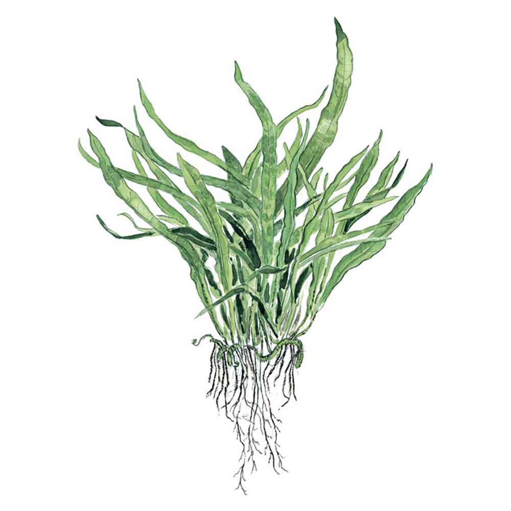 Tropica Microsorum Pteropus &quot;Narrow&quot; in vasetto