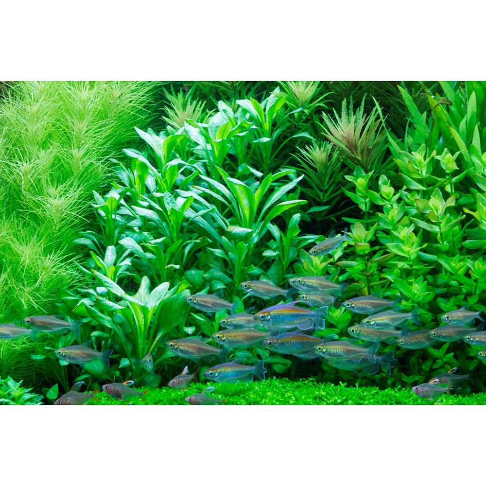 Tropica Lobelia Cardinalis in vasetto