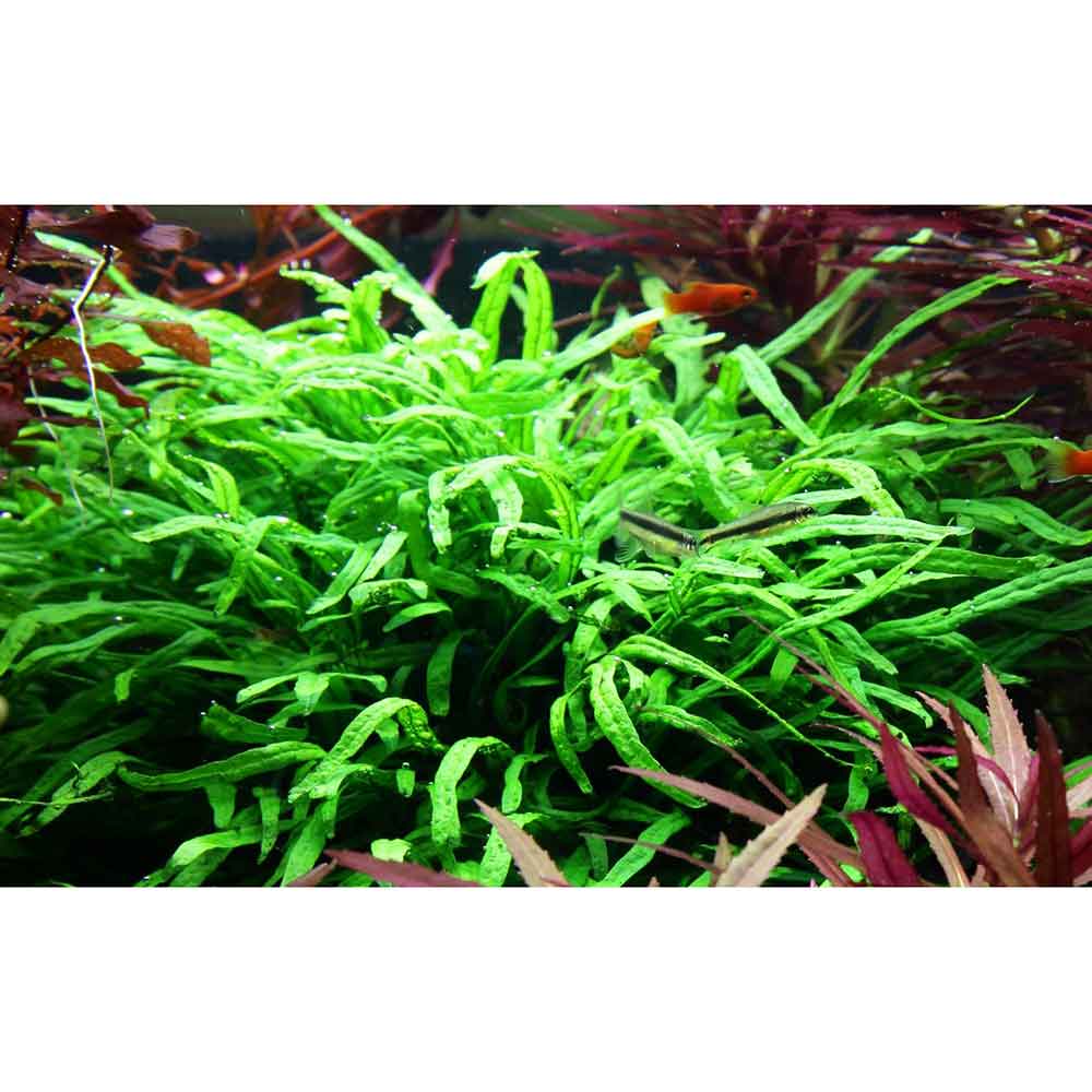 Tropica Microsorum Pteropus &quot;'Trident&quot; in vasetto