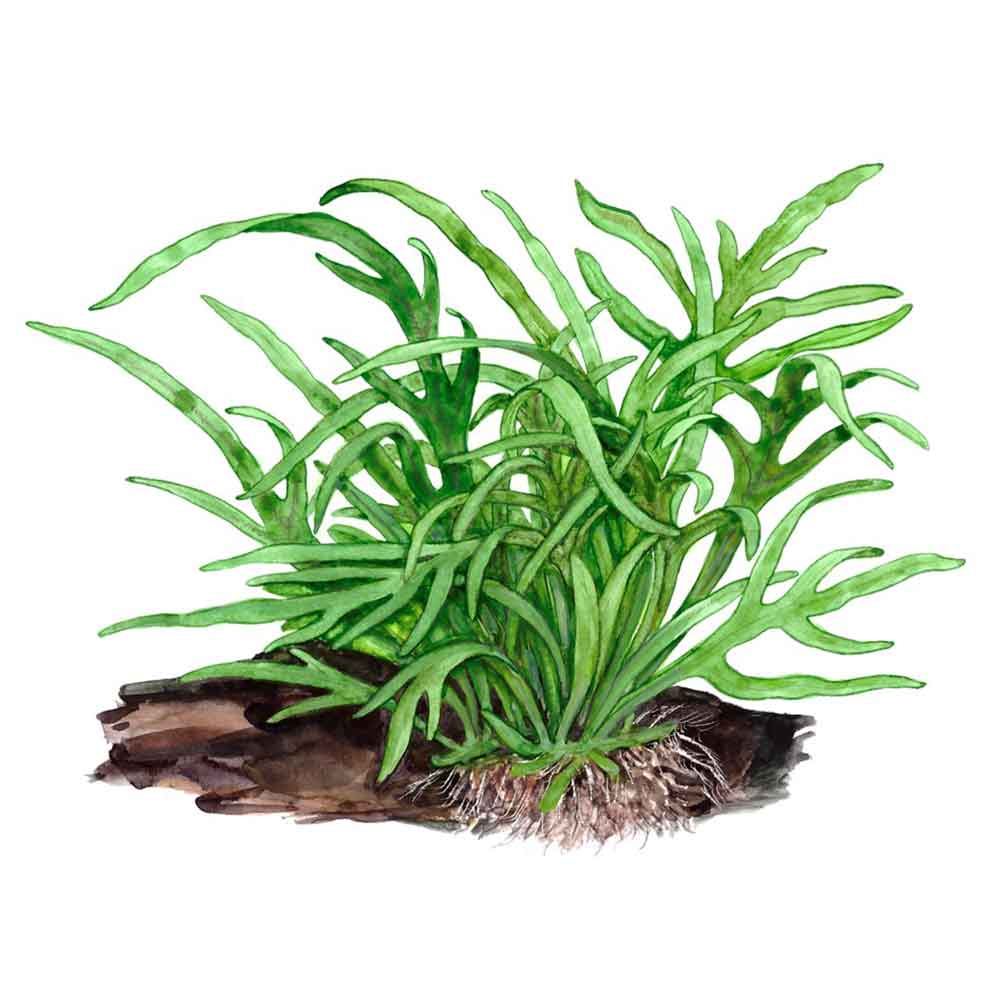 Tropica Microsorum Pteropus &quot;'Trident&quot; in vasetto