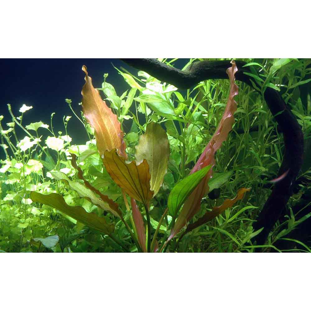 Tropica Echinodorus &quot;Rosè&quot; in vasetto
