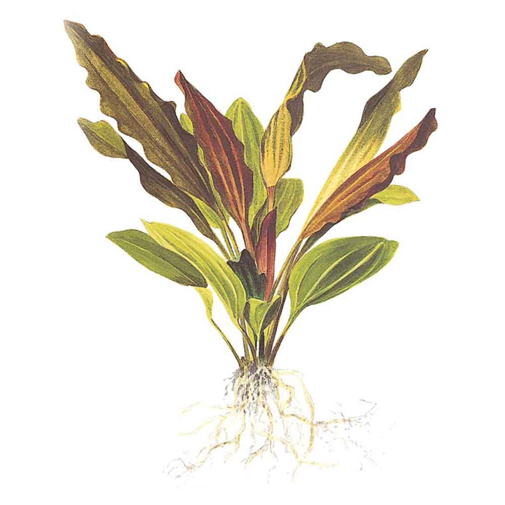 Tropica Echinodorus &quot;Rosè&quot; in vasetto