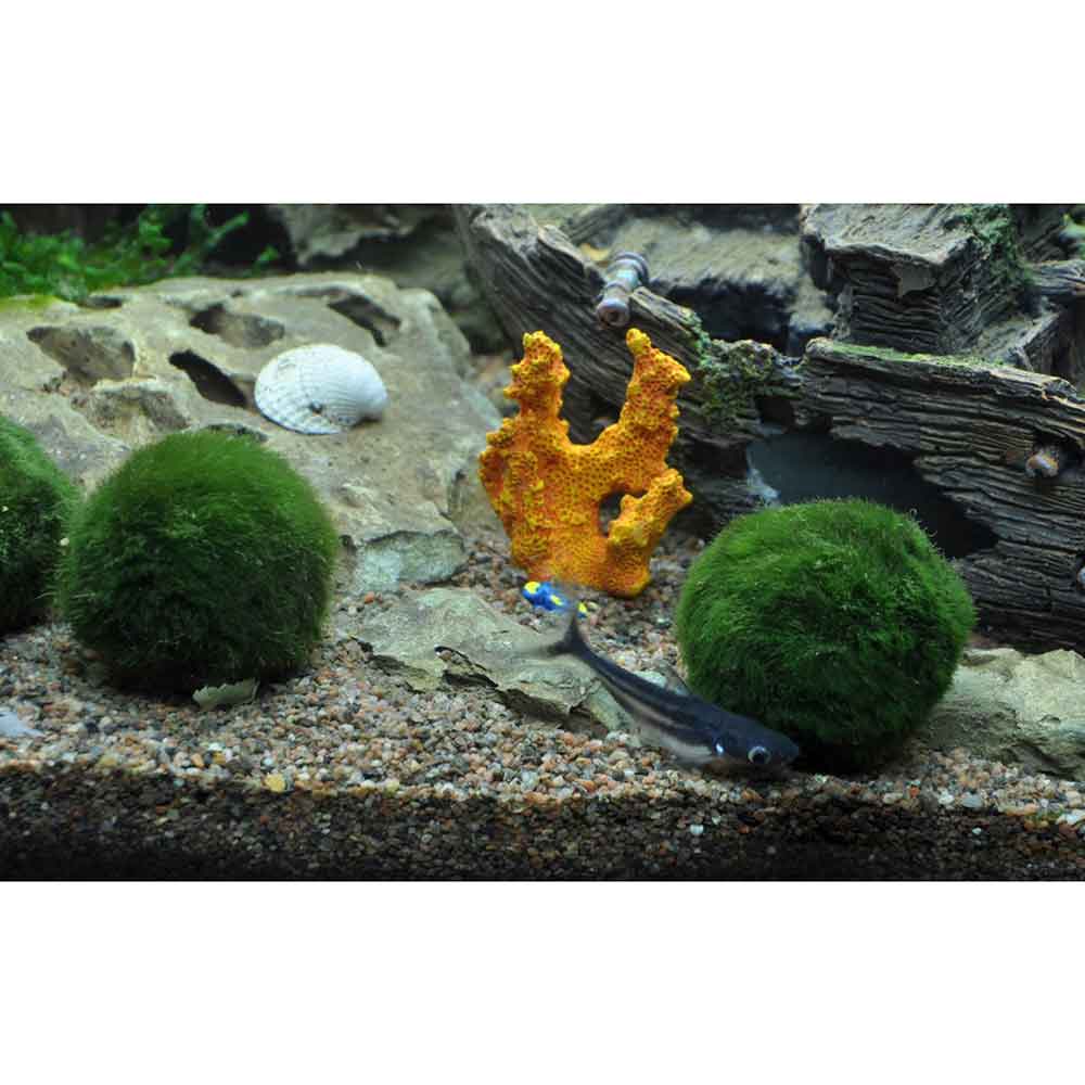 Tropica Cladophora Aegagropila