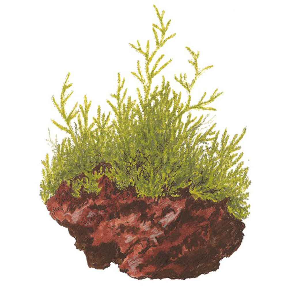 Tropica Taxiphyllum Barbieri in porzione